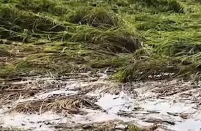 📰 भंडारा जिल्ह्यातील शेतकऱ्यांचा आक्रोश : “देवा भाऊ… सगळं गेलं रे!” – अवकाळी पावसाने उद्ध्वस्त झालं आयुष्य