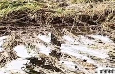 📰 साकोली तालुक्यात अवकाळी पावसाने धानपिकाचा चुराडा – शेतकऱ्यांचा संसार उद्ध्वस्त “सरकारने तात्काळ मदत जाहीर करावी, आम्हाला सर्वे नव्हे तर आधार हवा” – शेतकऱ्यांची आर्त हाक