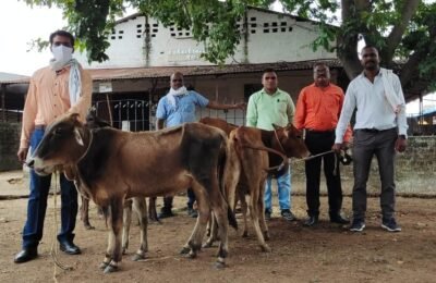 नवीन कामठी पोलिसांनी  दिले सहा गोवंश जनावरांना जीवनदान…..