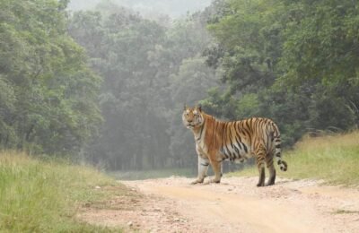 ,  कोंढाली: *बोर-अभयारण्य तथा पेंच के वन्य प्राणियों के विचरण की समस्या!*