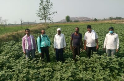 सारडा शेतकरी उत्पादक कंपनीची शिवार फेरी.