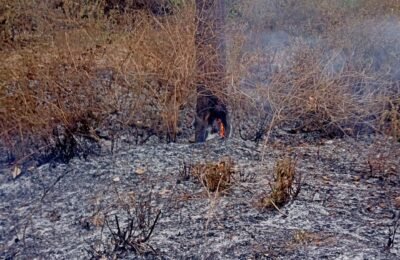 झाडे लावा झाडे जगवा ही सरकारचे धोरण कागजावरतीच!