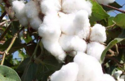 खरीफ की तैयारी, खेतों में जुटे  किसान-  मानसून के आगमन की आहट के साथ  ही किसानों  किया खेती का रूख   सोयाबीन के बयाज  कपास  के फसल  के फसल पर  जोर