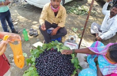 कोरोना च्या वाढत्या प्रादुर्भावात रोगप्रतिकारशक्ति वाढवन्यासाठी जाम्भूळ फळ उत्तम गुणकारी