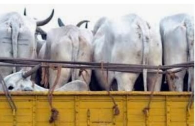 ढाई लाख के 09गोवंशों  की चोरी  खापा  सोनार शिवार  की घटना