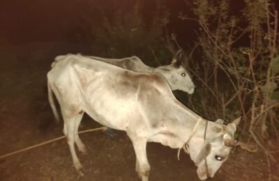 अवैध रित्या गौवस तस्करी