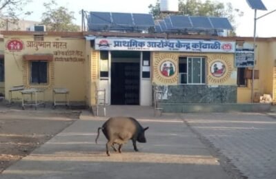 महिला कामगार पर  देहाती सुवर  का हमला कामगार  महिला  के टिफीन  बैग  पर मारा सुवरों   झपट्टा कामगार महिला  घायल