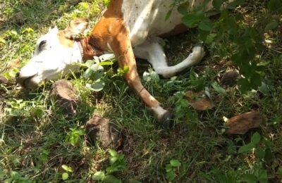 बाघ ने गाय को बनाया अपना शिकार मिनीवाड़ा की घटना