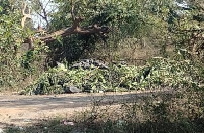 इंदर कोळसा खदान चा चोरी केलेला कोळसा पकडुन आरोपी विरूध्द गुन्हा दाखल