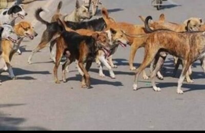 कुत्तों के झुंड पर सवार हुई हैवानियत, 5 साल के मासूम को मार डाला