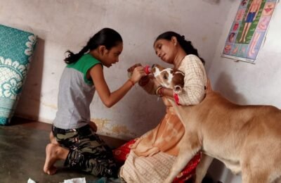 लावारिस ज़ख्मी गाय और उसके नवजात बच्चे को दिया जीवनदान