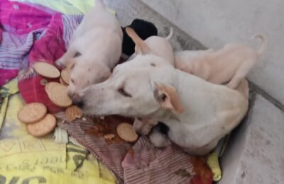 जानलेवा नॉयलॉन मांजे से ज़ख्मी लावारिस मादा श्वान और उसके नन्हें बच्चों को मिला जीवनदान