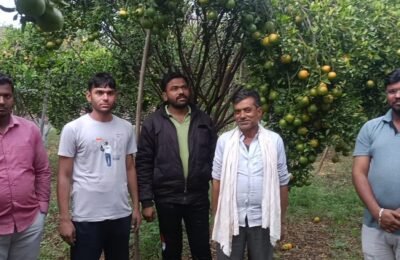 अवकाळी पावसाचा संत्रा पिकाला फटका; फळांची मोठी गळ