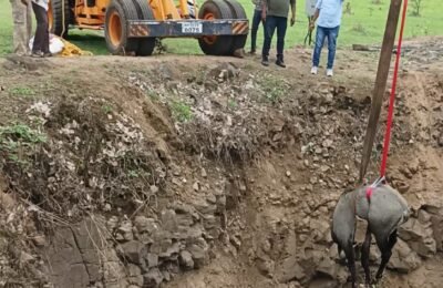 अथक प्रयासों के बाद नील गाय को कुऐं बाहर ‌निकाल में‌  वन विभाग को मिली सफलता