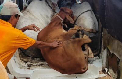 नागपूर जिला तथा शहरी क्षेत्रों में कब रुकेगी   पशु तस्करी दुर्गश भिसे  वायुगती के साथ साथ डुप्लिकेट नंबर प्लेटों  के साथ राजमार्ग से  हो रही  गोवंशो की तस्करी हर थानाक्षेत्र में है  पाल रखे है फंटर
