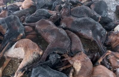 आकाशीय बिजली गिरने से लगभग 42 बकरियों की मौत चरवाहे की हालत गंभीर