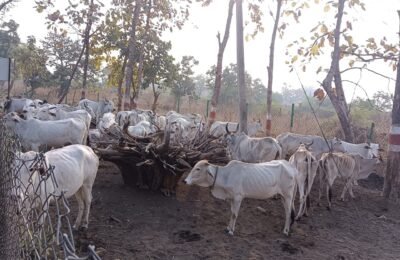 गाय को राज्य माता का दर्जा फिर भी गोवंश की तस्करी  जारी  गोवंश तस्करी पर कब लगेगा अंकुश