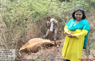 मुसळधार पावसात वीज पडून बैल आणि म्हशींचा मृत्यू  बोरगाव/खापरी शिवारातील घटना  बैल/म्हशीच्या मृत्युमुळे शेतकरी अडचणीत
