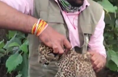 आई पिलांच्या शोधात चिखली शिवारात  मादी बिबट आपल्या पिल्लां साठी परत आली,आई  आपल्या सोबत पिल्लांना घेऊन  गेली.  कोंढाळी वनपरिक्षेत्रातील चिखली येथे वन विभागाकडून यशस्वी प्रयत्न