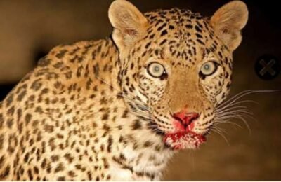 कोंढाळी वनपरिक्षेत्रात बिबट्याचा शेतकऱ्यावर हल्ला  गावात दहशतीचे सावट, जनतेत संताप – तातडीने प्रभावी उपाययोजना करावीची मागणी  आमदार चरणसिंग ठाकूर यांचे हस्ते दहा लाखाचा धनादेश मृतकाचे कुटुंबीयांना सुपुर्द