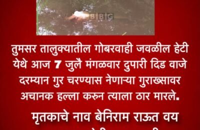भंडारा जिल्ह्यात वाघाचा पुन्हा धुमाकूळ! तुमसरमध्ये गुराख्याचा बळी; वनविभागाच्या ‘कागदोपत्री’ गस्तीमुळे निष्पाप शेतकऱ्याचा मृत्यू!