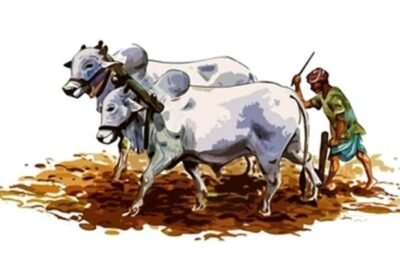 नारळी पौर्णिमादिनी ‘शेतकरी दिन’ साजरा करण्यात येणार – पशुसंवर्धन आणि दुग्धव्यवसाय विकास मंत्री राधाकृष्ण विखे- पाटील