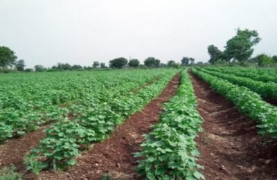 कृषी सिंचन योजनेमुळे एकरी उत्पादनात वाढ; खतावरील खर्चातही कपात