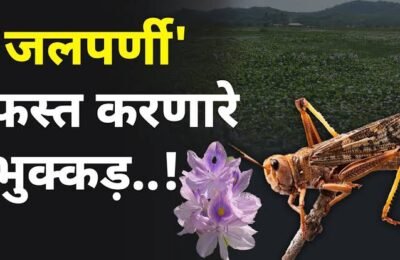 कीटकांच्या मदतीने रोखणार जलपर्णी
