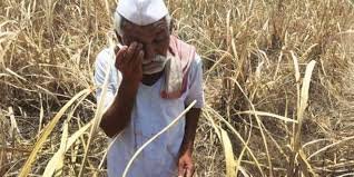 दुष्काळामुळे बाधित शेतकऱ्यांना मदतीपोटी दोन हजार कोटींवर निधी वितरणास मान्यता; शासन निर्णय निर्गमित दुष्काळग्रस्तांच्या मदतीसाठी केलेल्या आश्वासनाची शासनाने केली पूर्तता – मंत्री अनिल पाटील