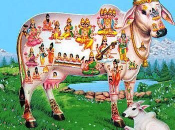 गोमूत्र मध्ये कोणकोणते गुणधर्म असतात