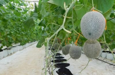 भाजीपाला गुणवत्ता केंद्रातील  खरबूज लागवड तंत्रज्ञान