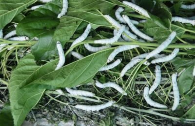 शेतीपूरक रेशीम व्यवसाय